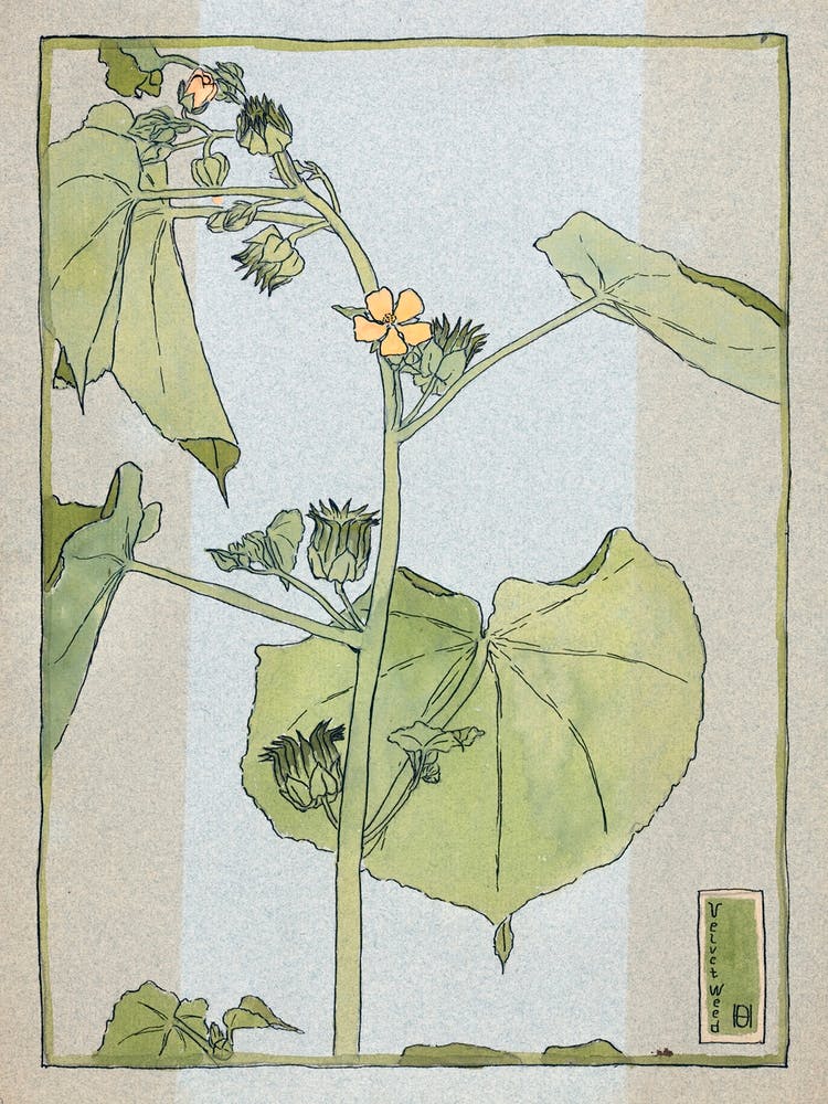 Velvet Weed (1915), Hannah Borger Overbeck