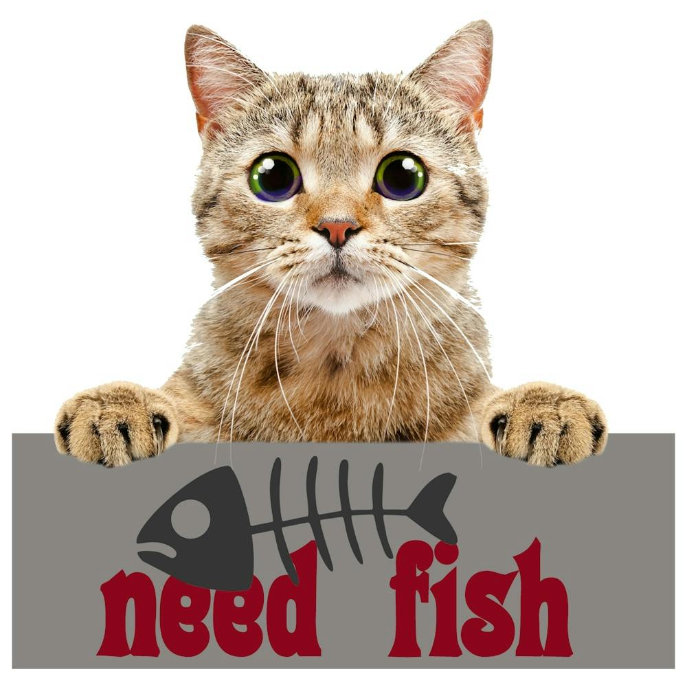 Need Fish Cat Pet Mammal Animal