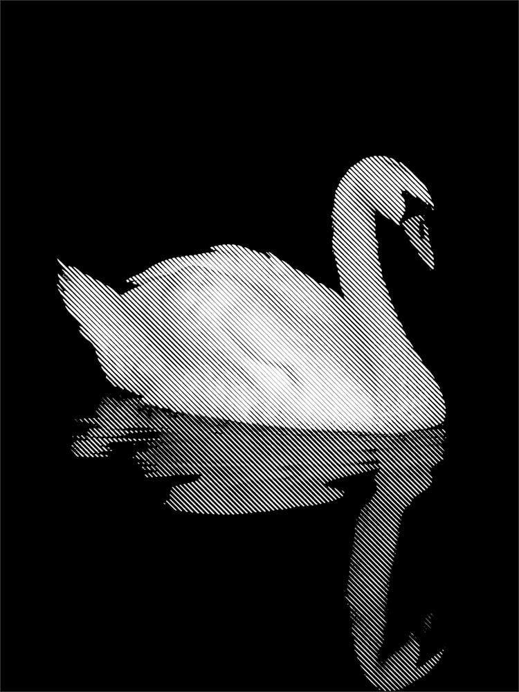 Swan on Water in Line Art