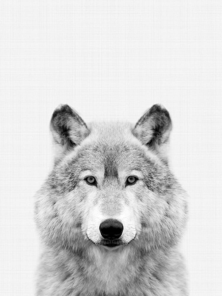 Wolf Portrait