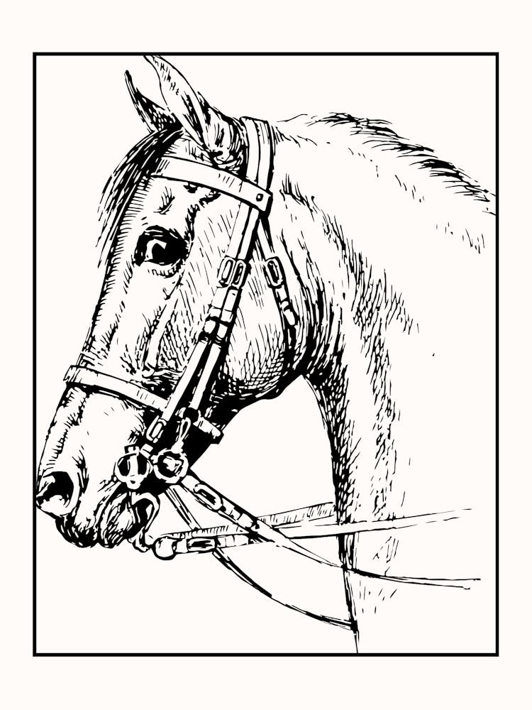Horse