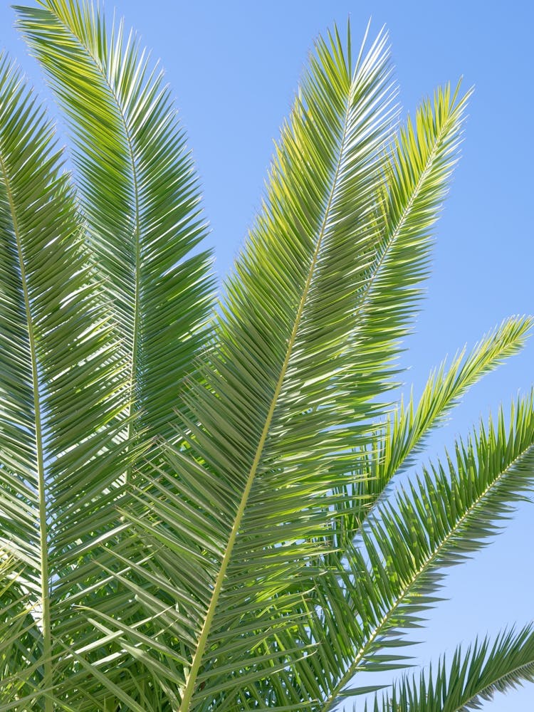 Summer in Portugal - green palmtree leaves with a clear blue sky - botanical nature and travel photography by Christa Stroo