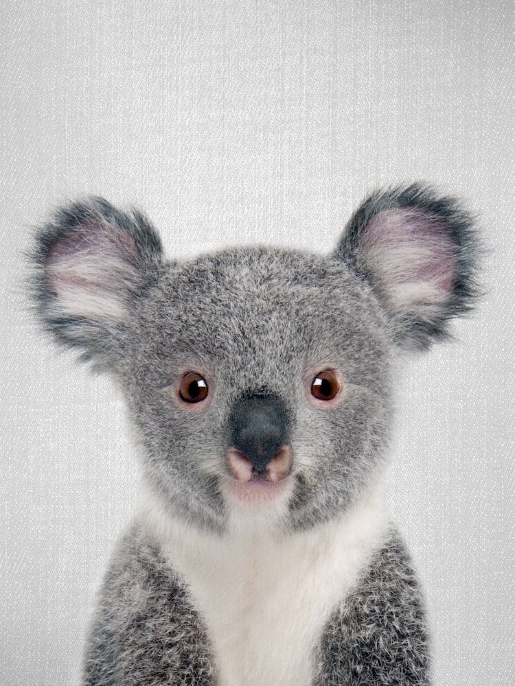 Baby Koala