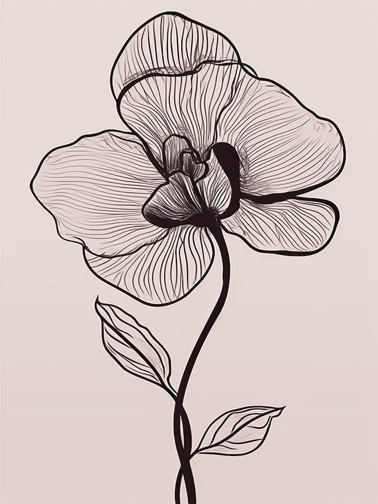 Line Art Orchids Flowers Illustration Neutral 14