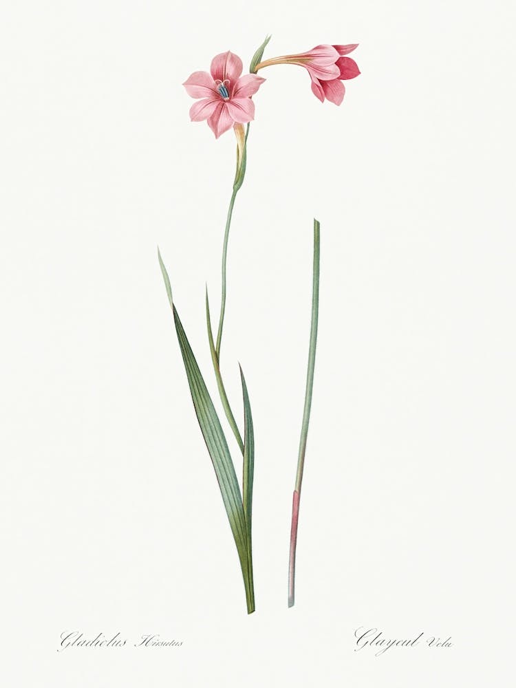 Sword Lily, Pierre Joseph Redoute 2