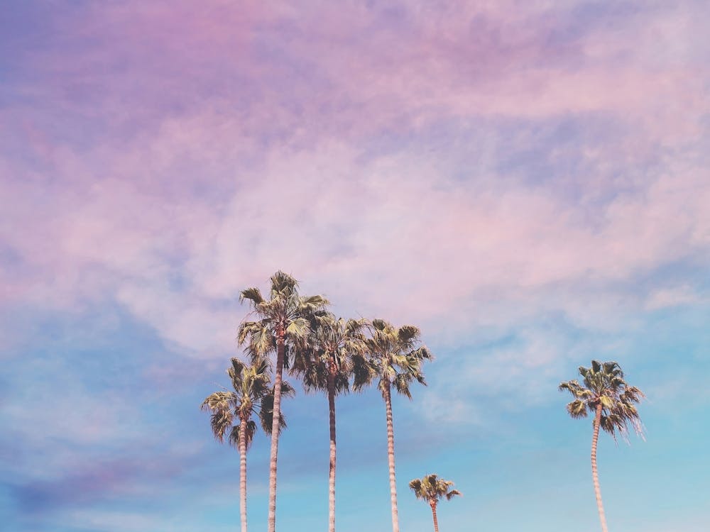 Pastel Palm Trees