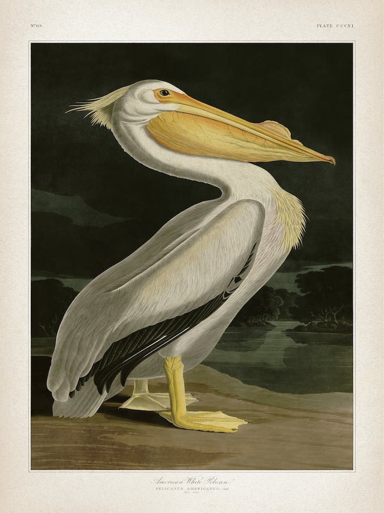 Vintage Audubon 1 American White Pelican
