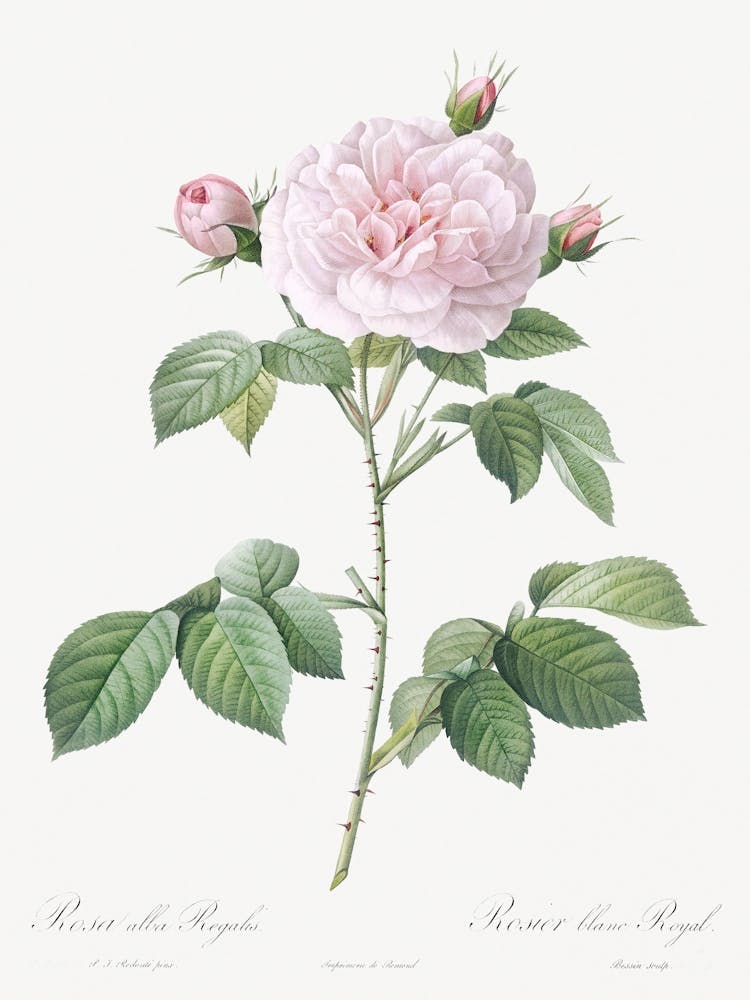Royal White Rose, Rosa Alba Regalis From Les Roses (1817–1824), Pierre Joseph Redoute