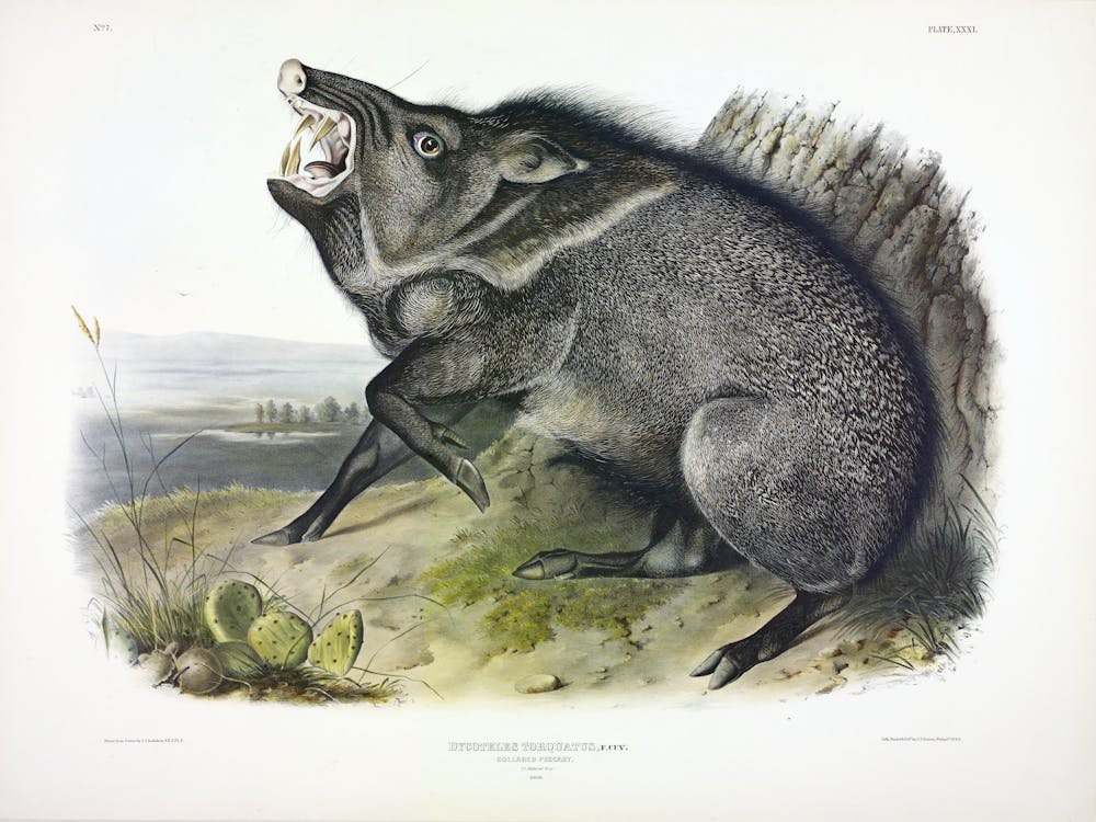 Collared Peccary, John James Audubon