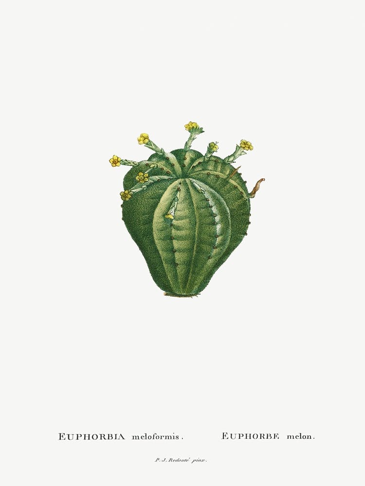 Euphorbia Meloformis, Pierre Joseph Redoute