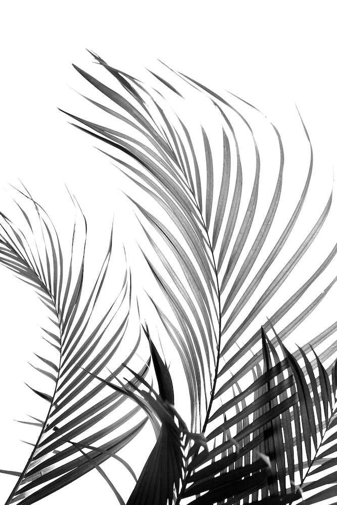 Palm Fronds in Black & White Line