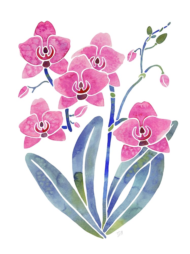 Orchid
