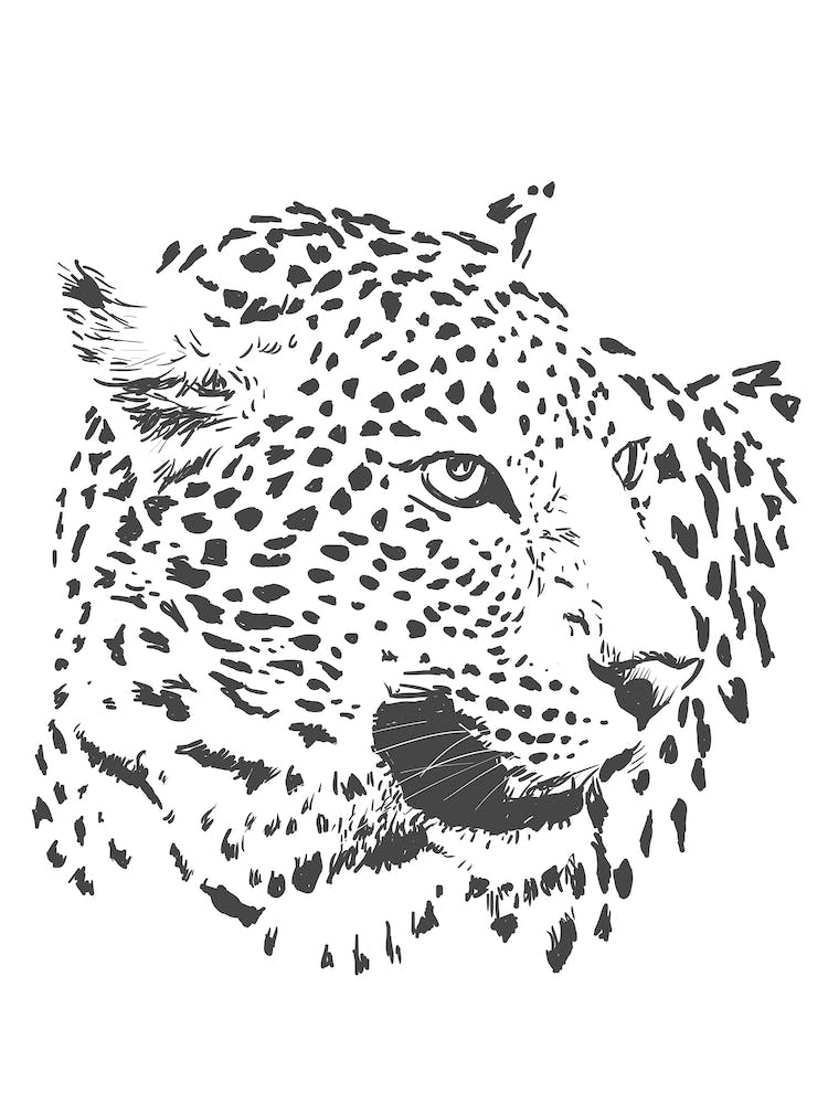 Leopard Head Vector Illustration