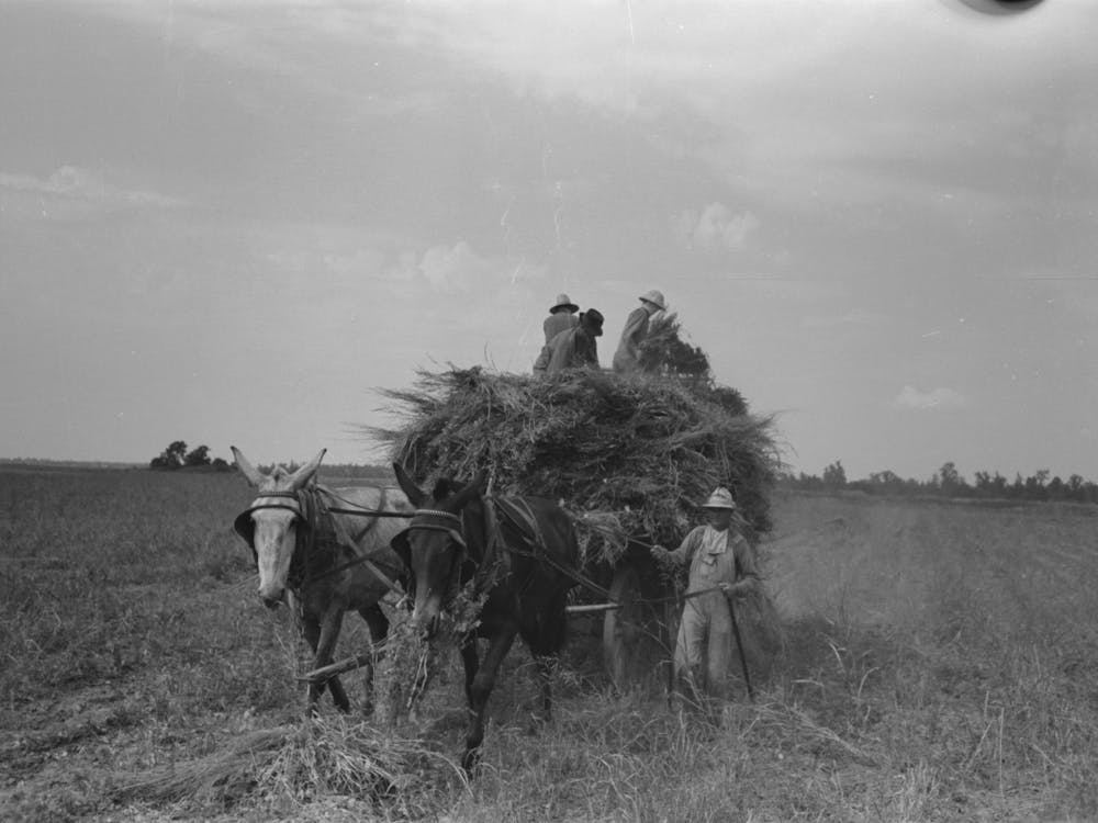 Untitled Photo, Possibly Related To Hay Loading Machine In Operation, Lake Dick Project, Arkansas By Russell Lee