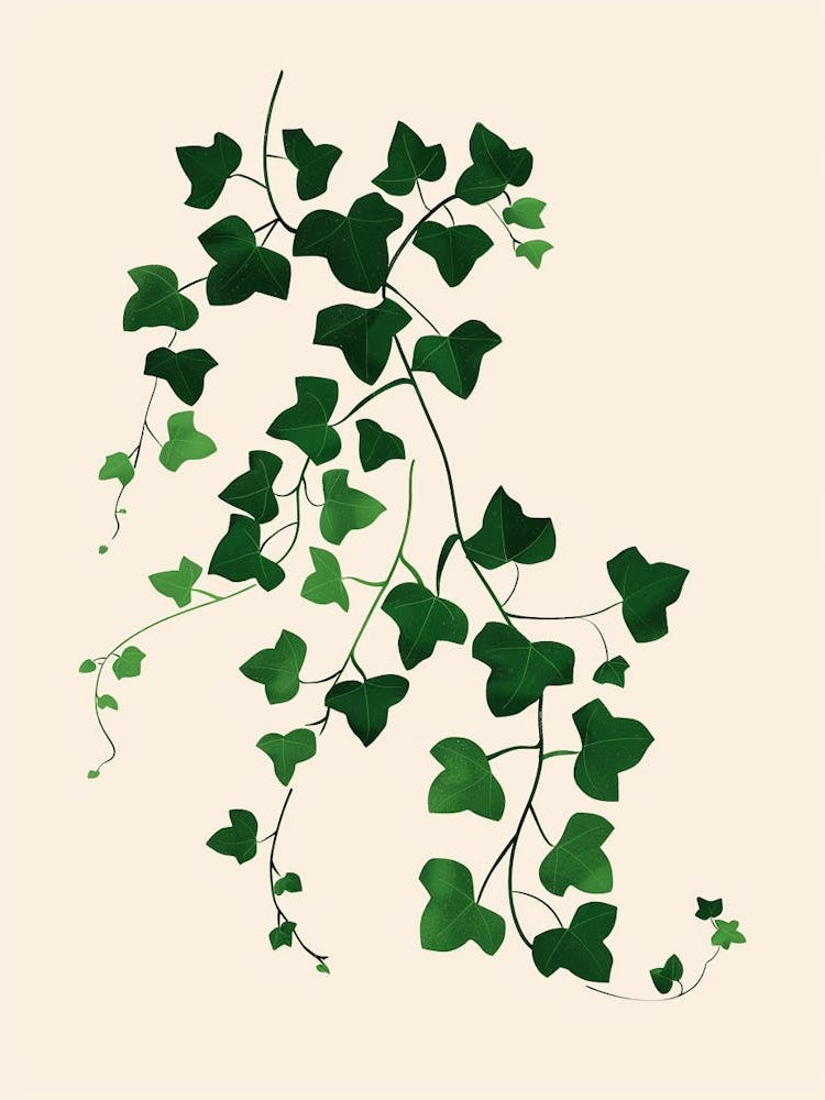 Ivy Plant Minimalist Illustration 7