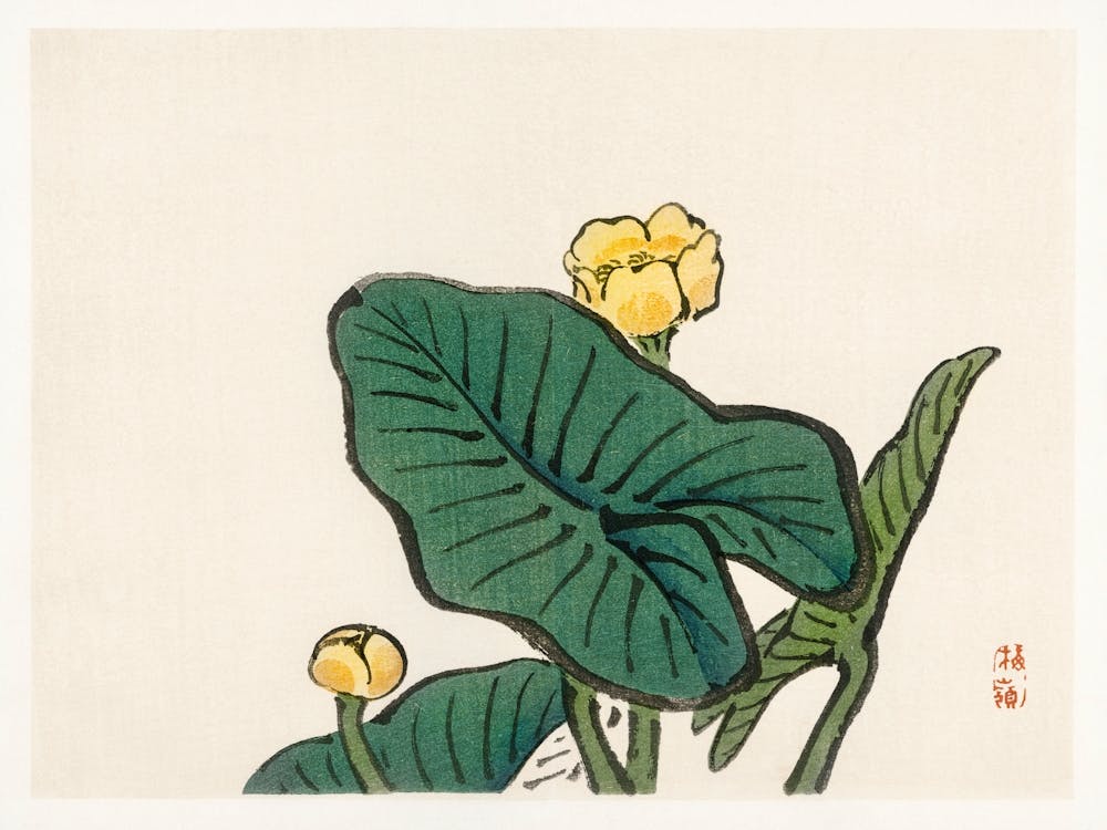 Water Lily, Kōno Bairei