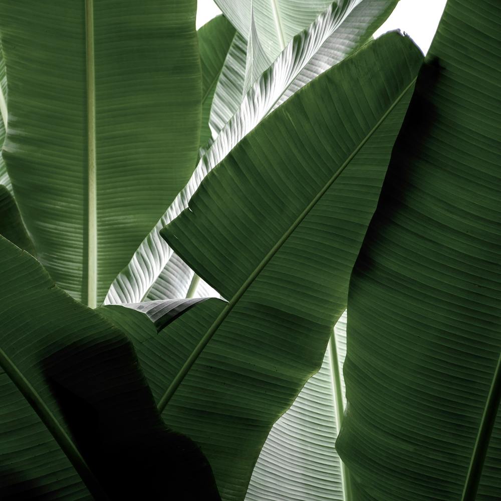 Banana Beach Palm Square