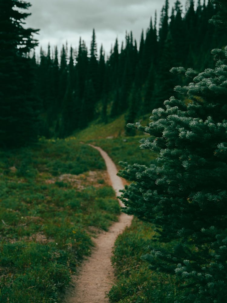 Green Forest Hiking Trail