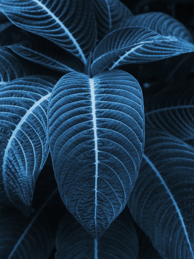 Leaf Me Alone I