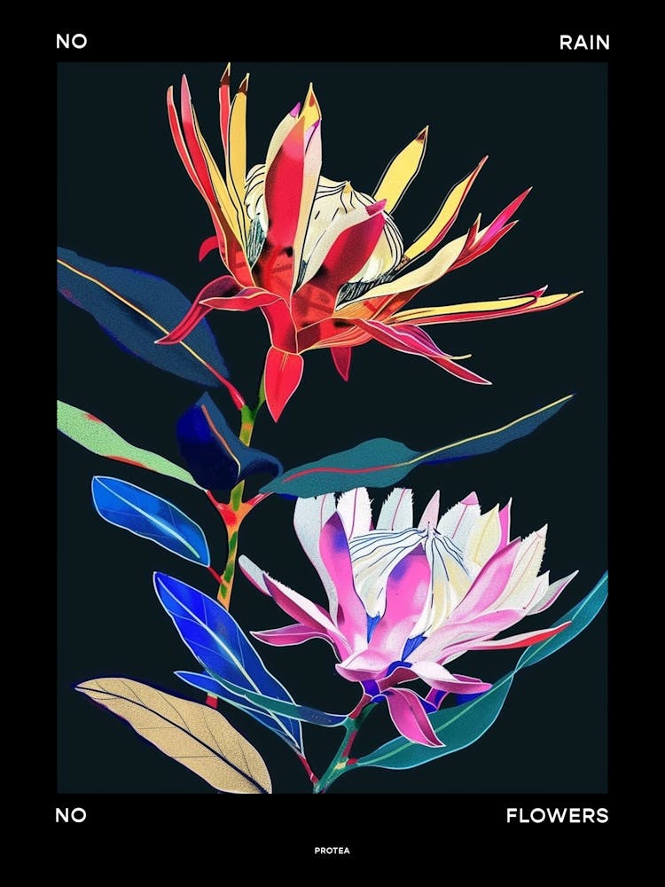 No Rain No Flowers Poster Protea 1