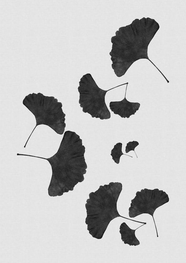 Ginkgo Leaf Black & White II