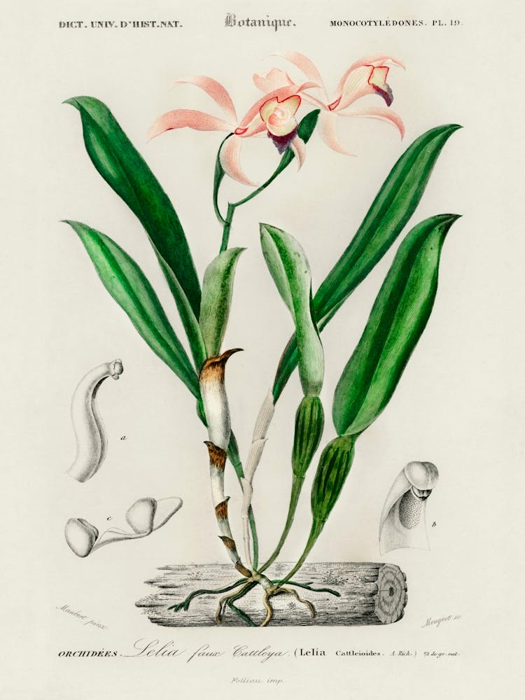 Lelia Cattleioides, Charles Dessalines D' Orbigny