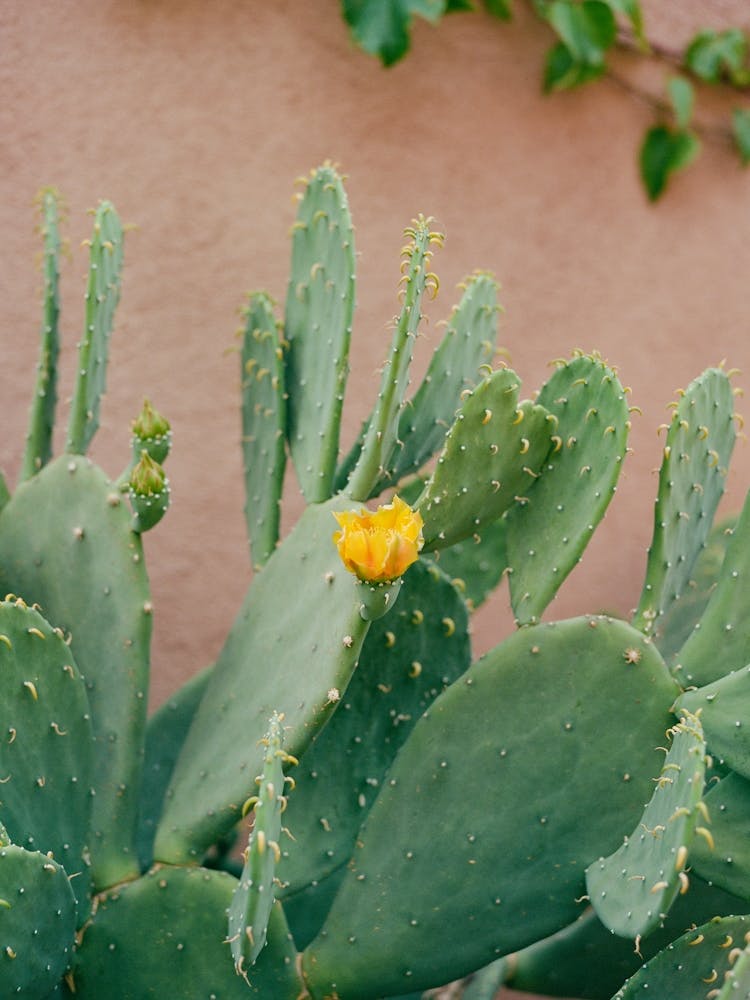 New Mexico Cactus on Film