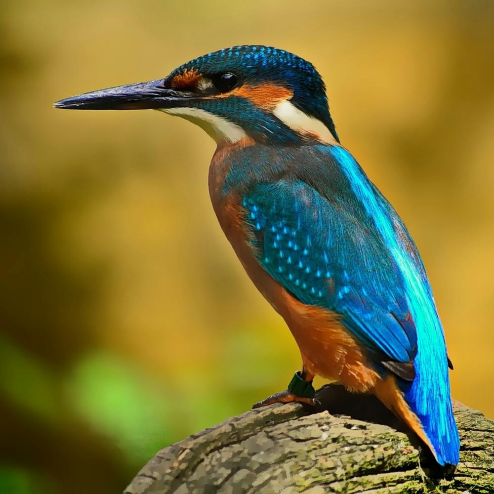 Kingfisher Stock Videos & Royalty-Free Footage