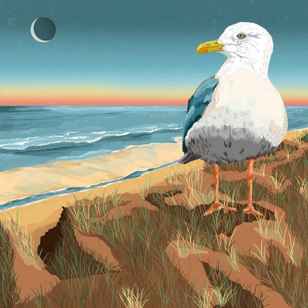 Möwe Am Strand Quadrat