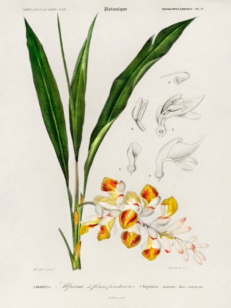 Dwarf Cardamom (Alpinia Nutans), Charles Dessalines D' Orbigny