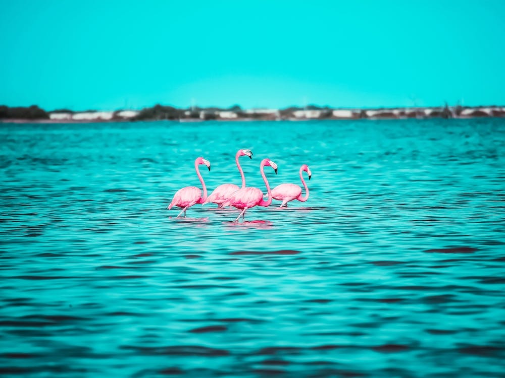 Pink Flamingos In Mexico