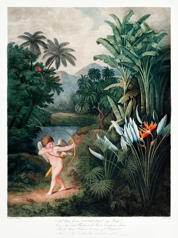 Cupid Inspiring Plants With Love From The Temple Of Flora (1807), Robert John Thornton