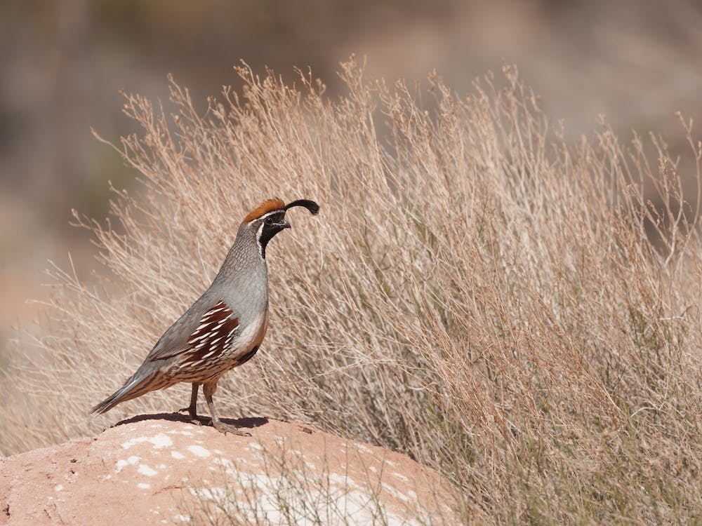 Desert Gambels Quail