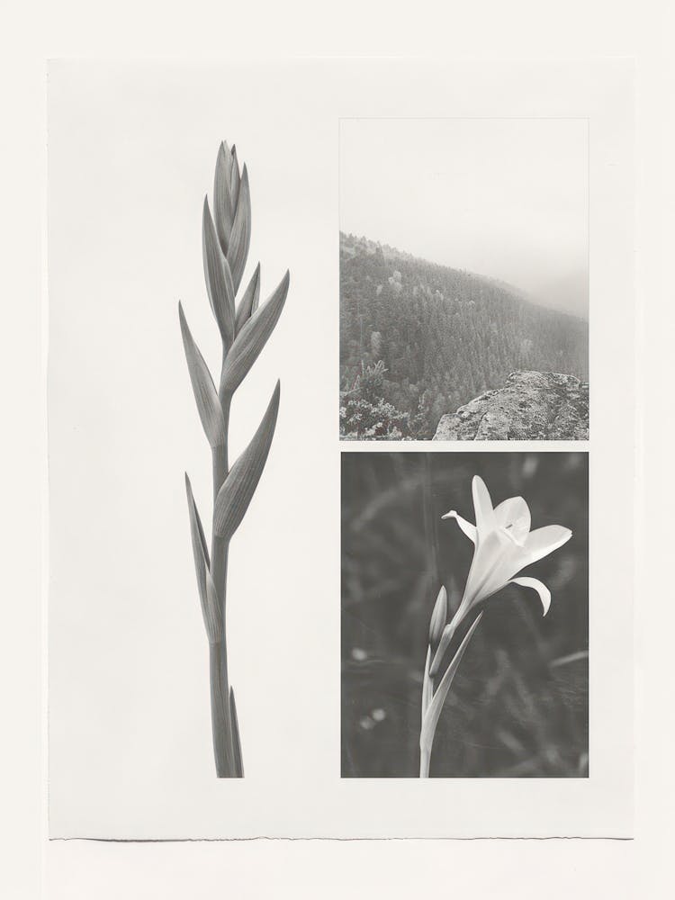 Gladiolus Flower Photo Collage 2