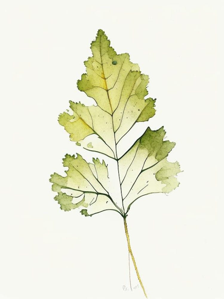 Wild Mustard Leaf Minimalist Watercolour 2