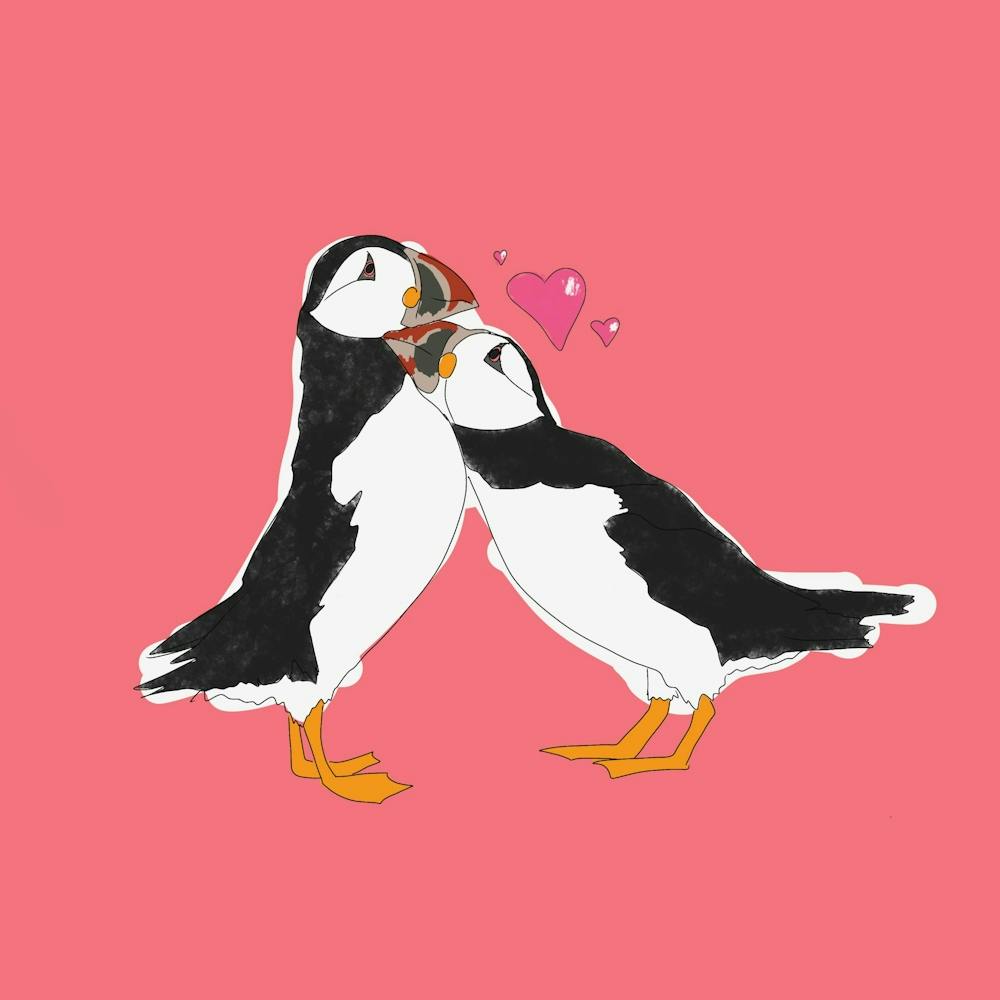 Puffins Kissing