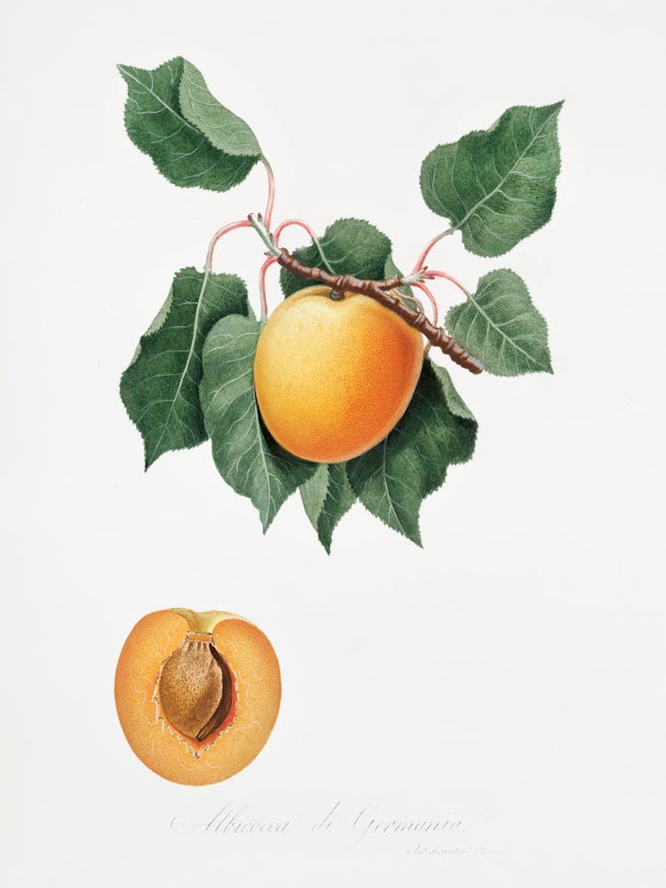 Deutsche Aprikose aus Pomona Italiana (1817 - 1839), Giorgio Gallesio