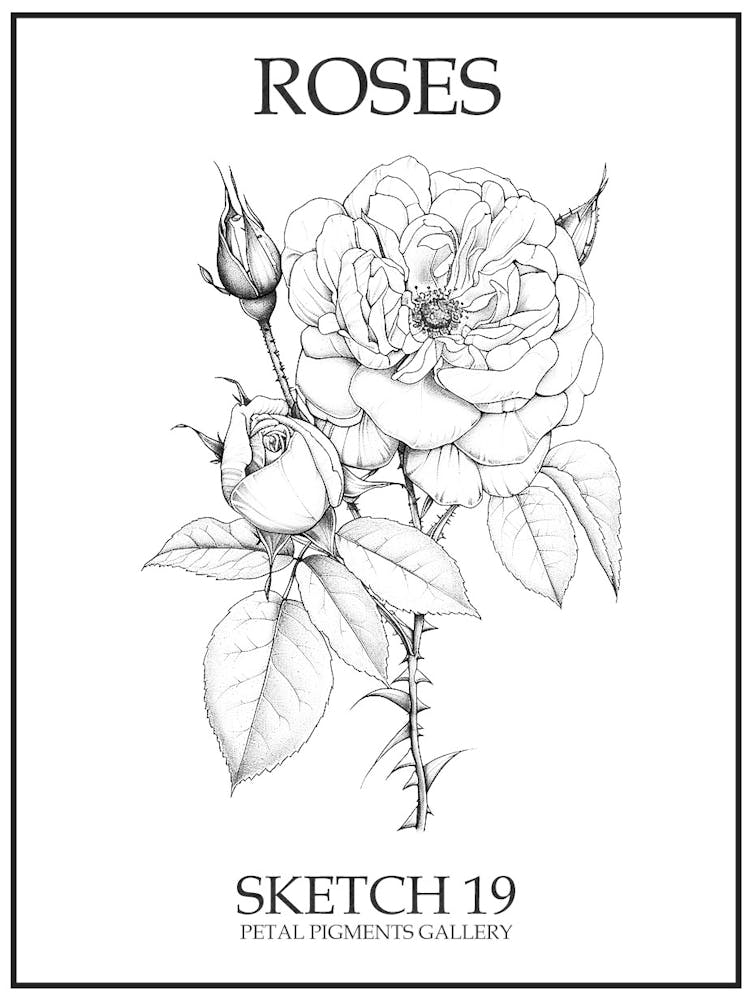 Roses Sketch 19 Poster
