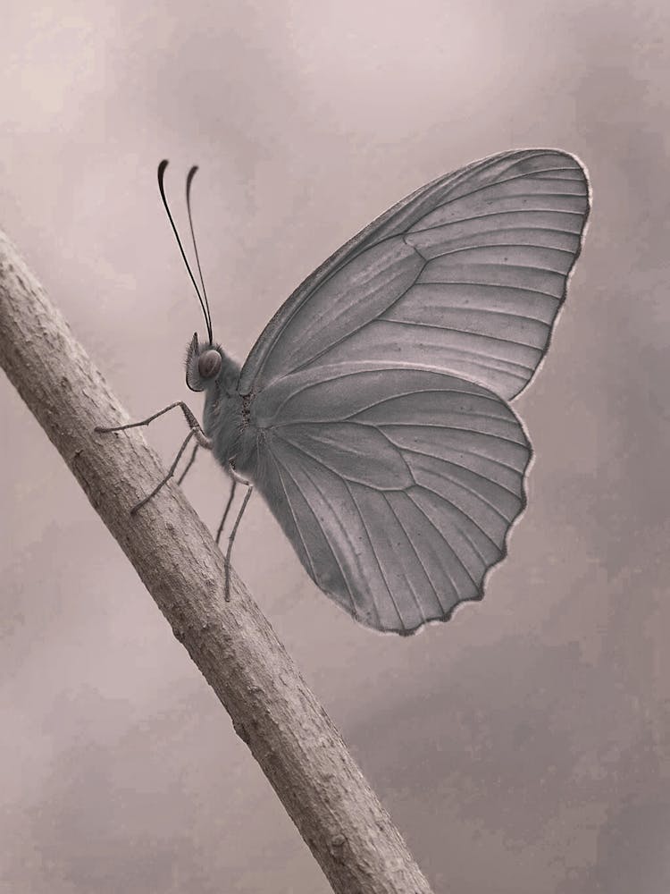 Butterfly On A Branch 4
