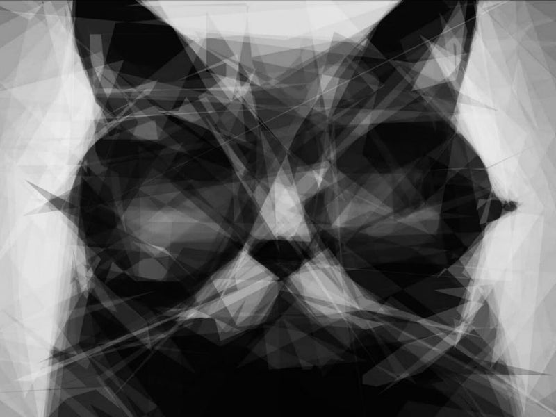 Cat In Sunglasses