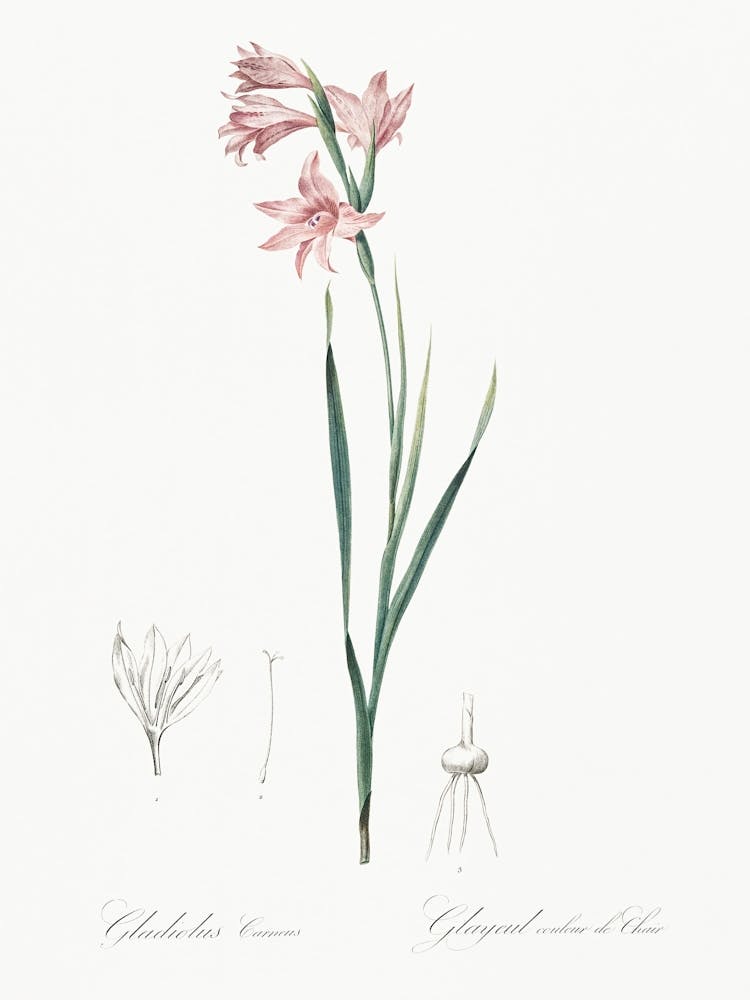 Painted Lady Illustration From Les Liliacées (1805), Pierre Joseph Redoute