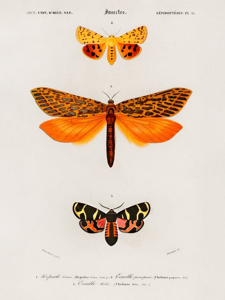 Different Types Of Moths, Charles Dessalines