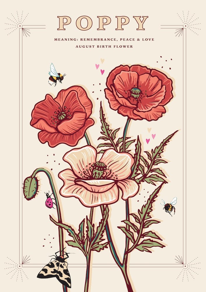 August Birth Flower Poppy On Cream