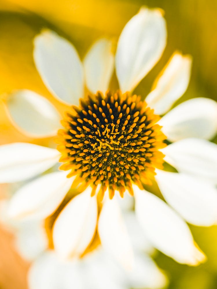 Daisy 1