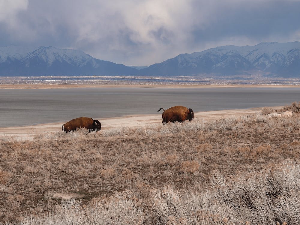 Running Bison