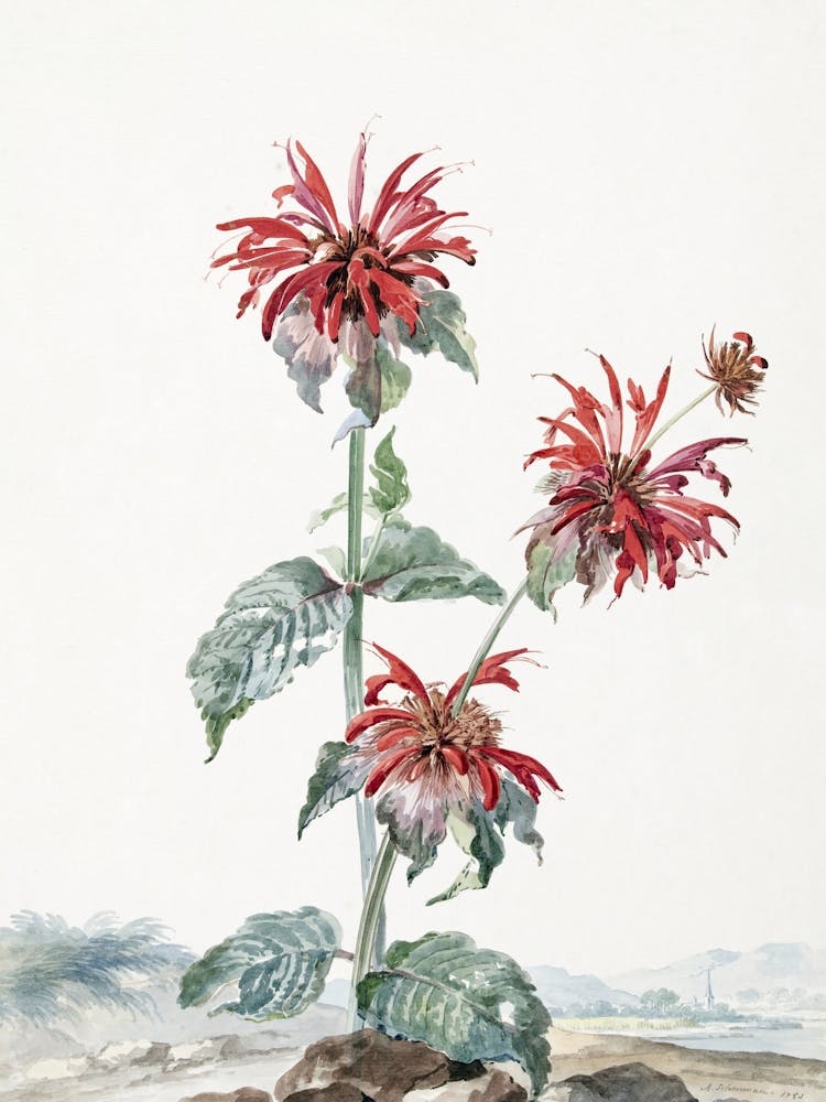 Illustrated Floral_2835782