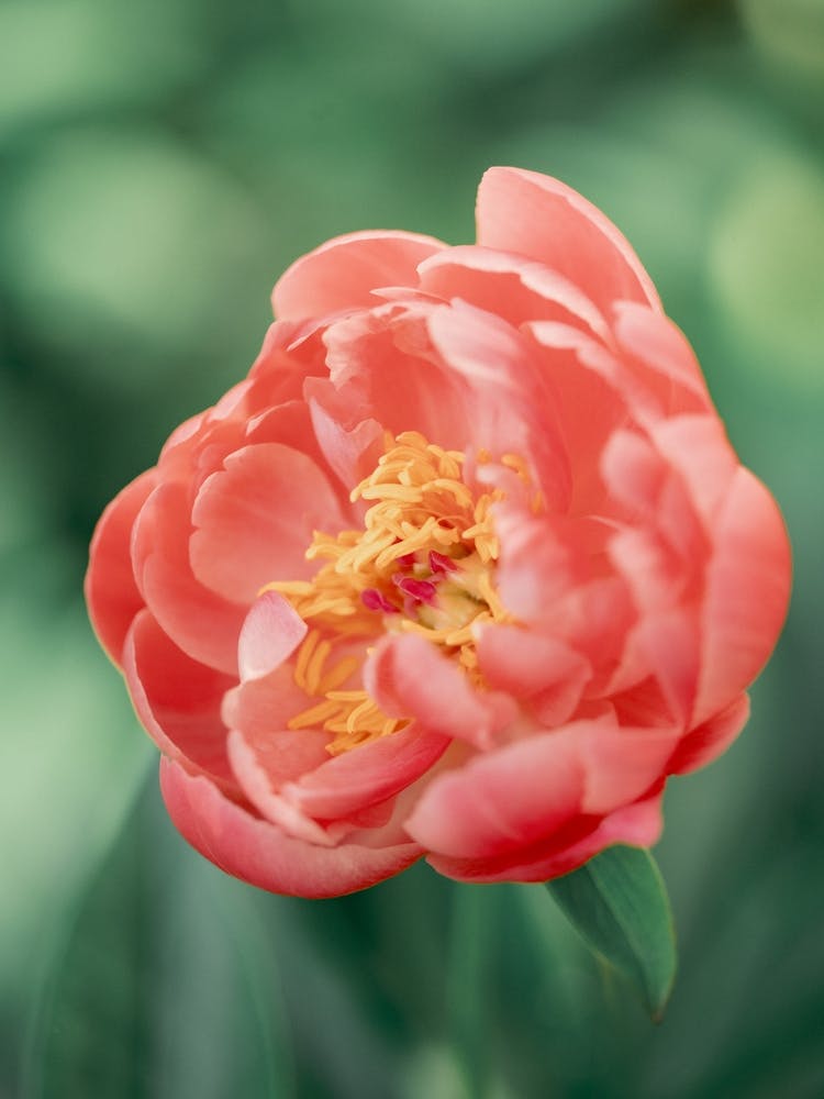 Coral Charm Peony