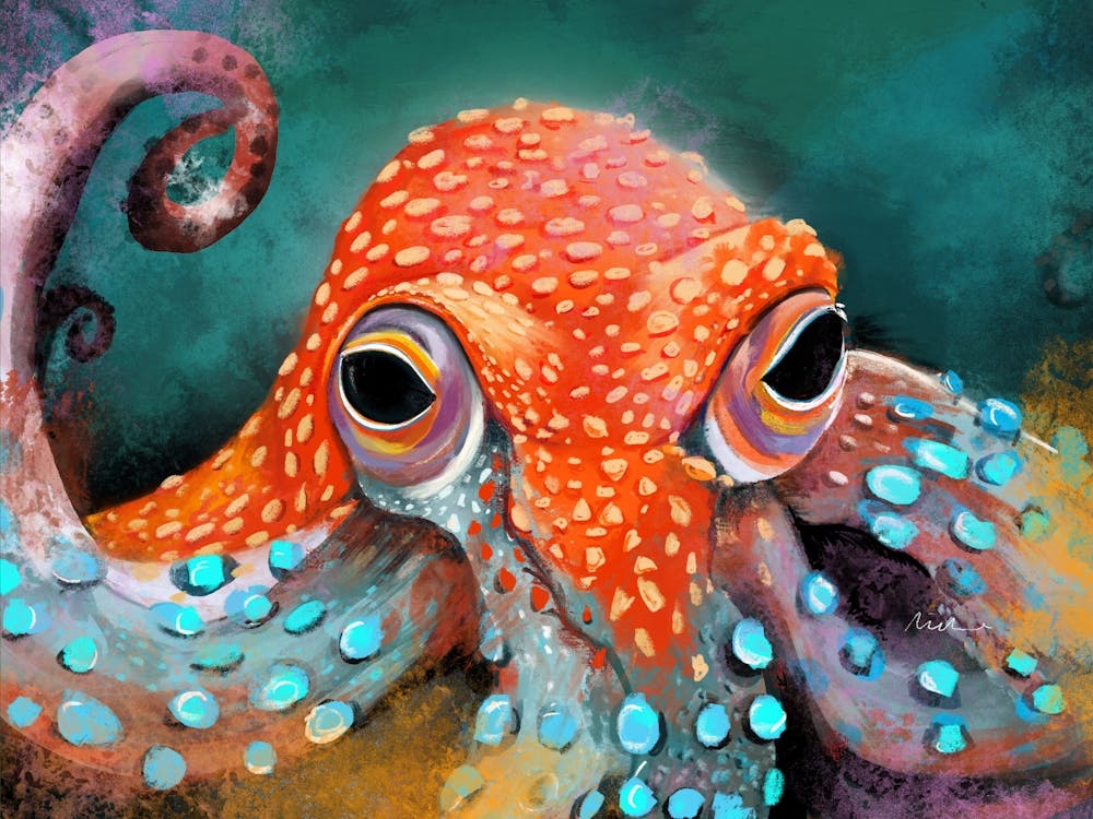 Octopus Sea creature
