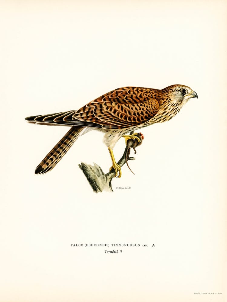 Common Kestrel Female, The Von Wright Brothers