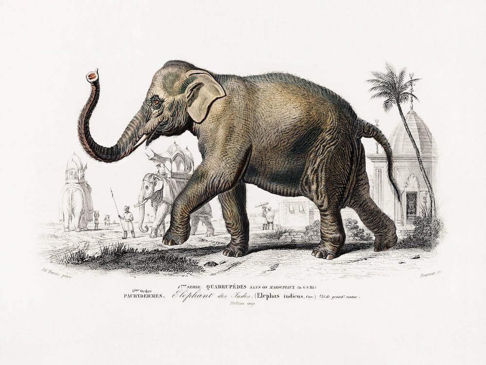 Asiatic Elephant